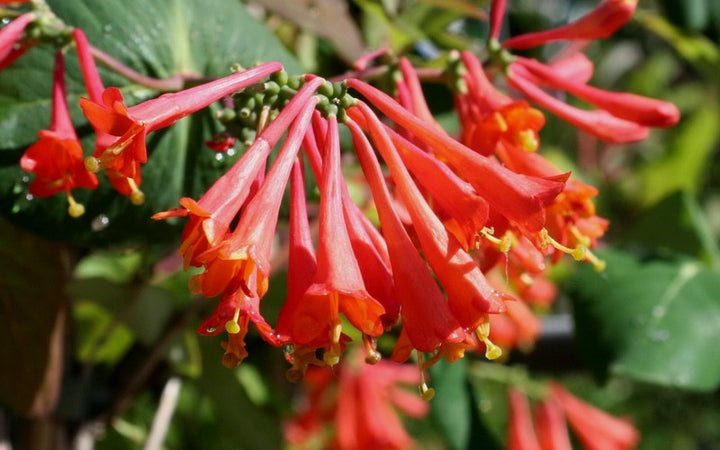 Dropmore Scarlet Honeysuckle #01