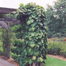 Dutchman's Pipe #02