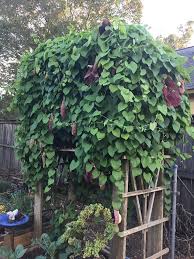 Dutchman's Pipe #02
