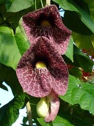 Dutchman's Pipe #02