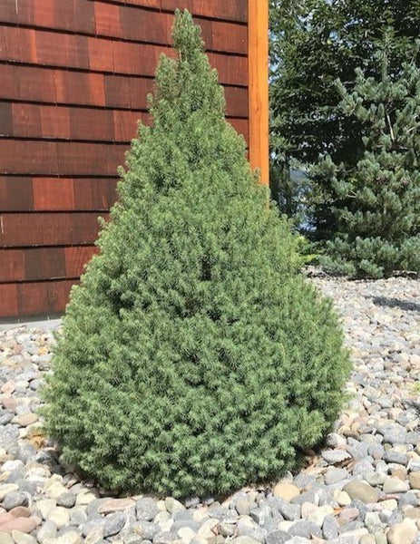 Dwarf Alberta Spruce #02
