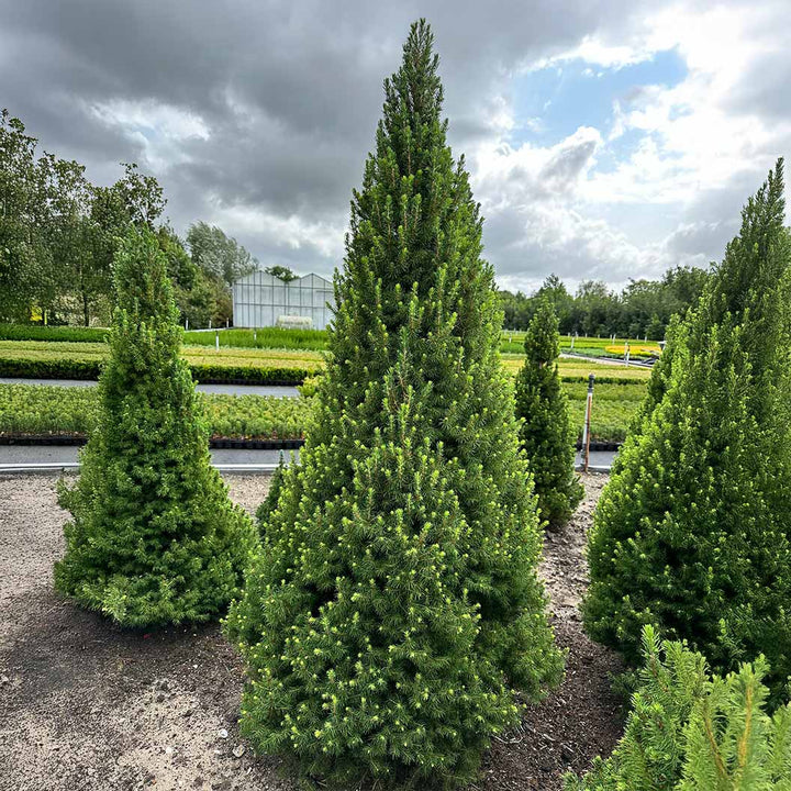 Dwarf Alberta Spruce #02