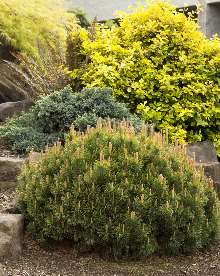 Dwarf Mugo Pine #02