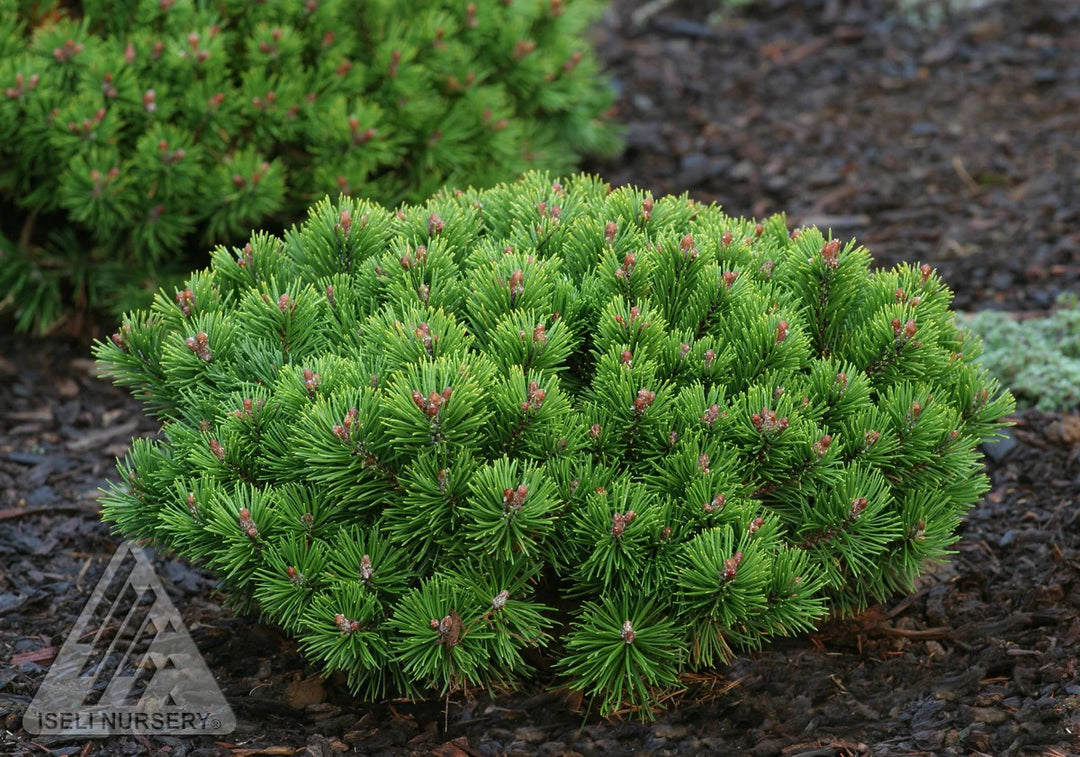 Dwarf Mugo Pine #02