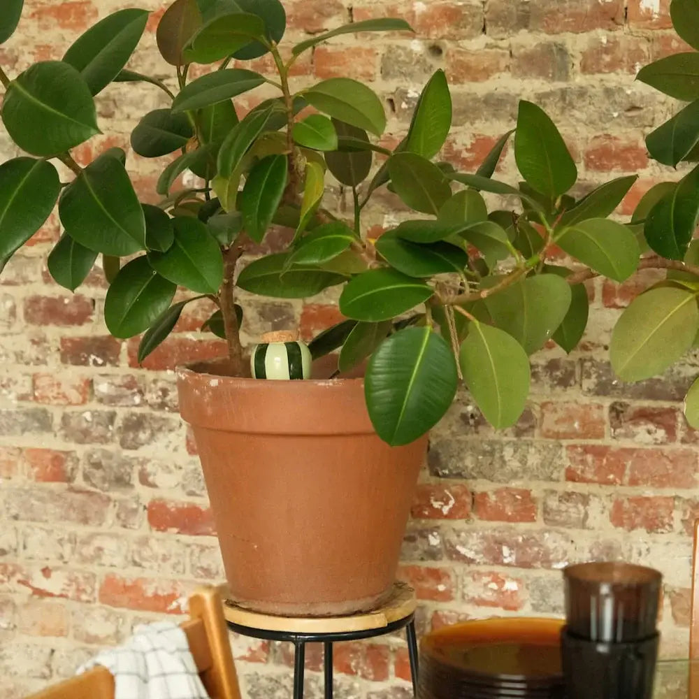 Olla -  Striped Green & Green