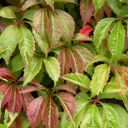 Englemann Ivy#01
