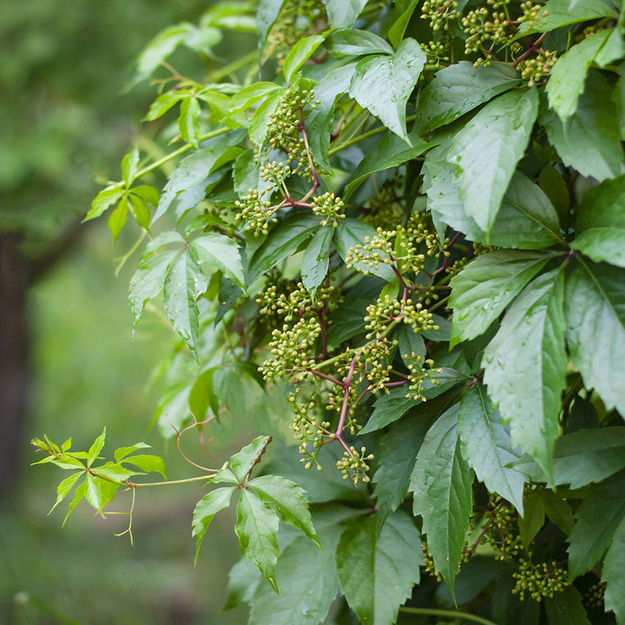 Englemann Ivy#01
