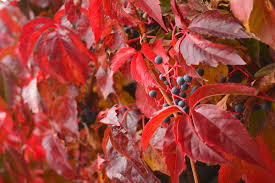 Englemann Ivy#01