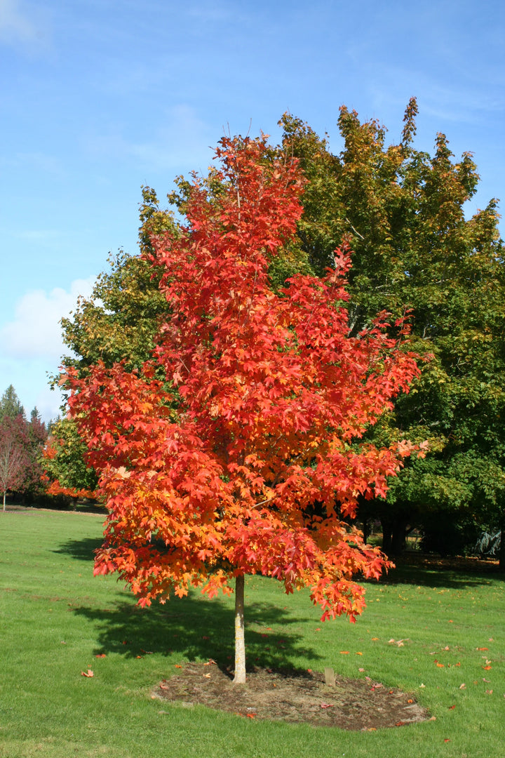 Fall Siesta Sugar Maple #07