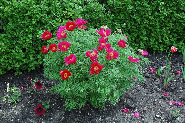 Cutleaf Peony - 1 Gallon