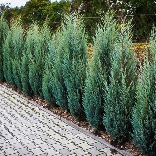 Moonglow Juniper