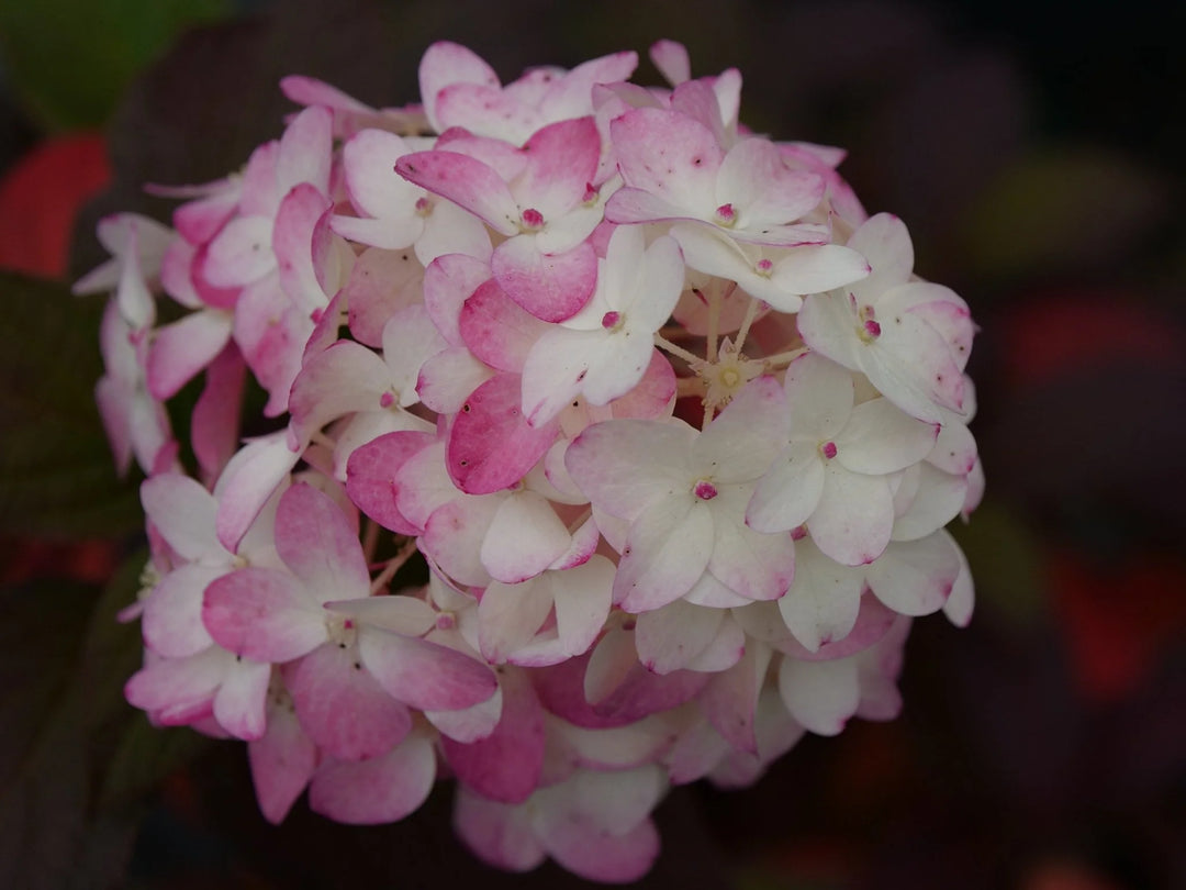 Fire Light Tidbit Hydrangea (PW) 8 IN