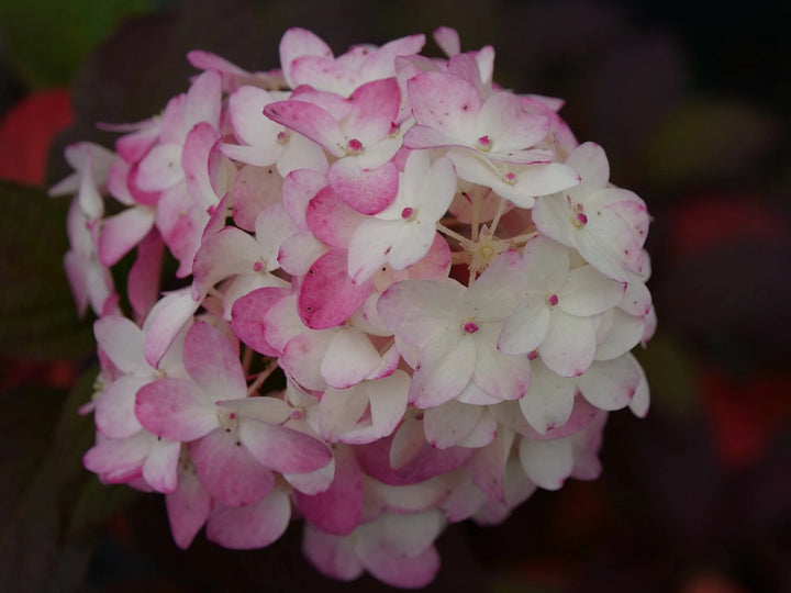 Fire Light Tidbit Hydrangea (PW) 8 IN