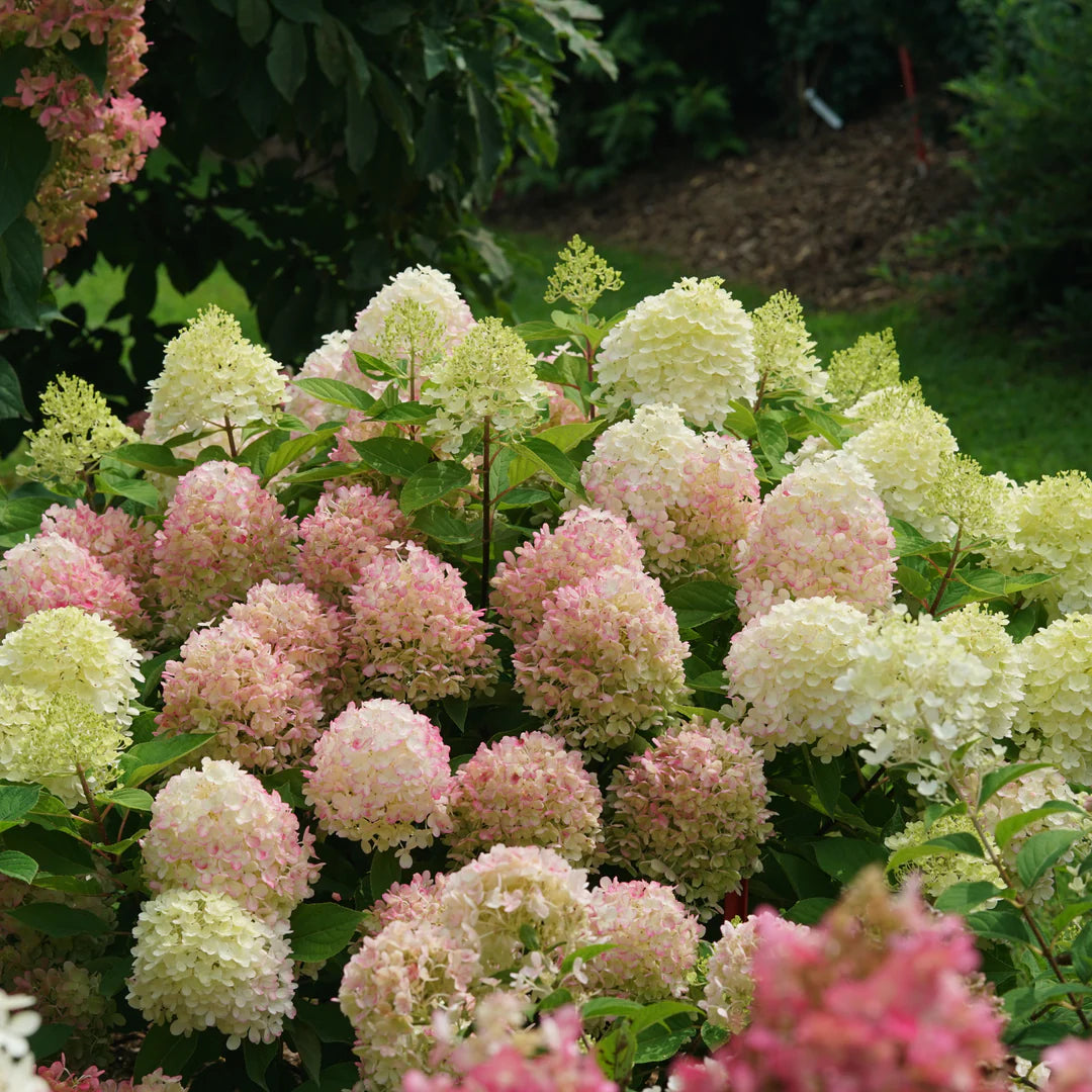 Fire Light Tidbit Hydrangea (PW) 8 IN