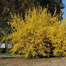 Northern Gold Forsythia #02