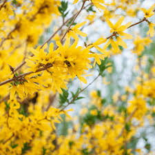 Northern Gold Forsythia #02