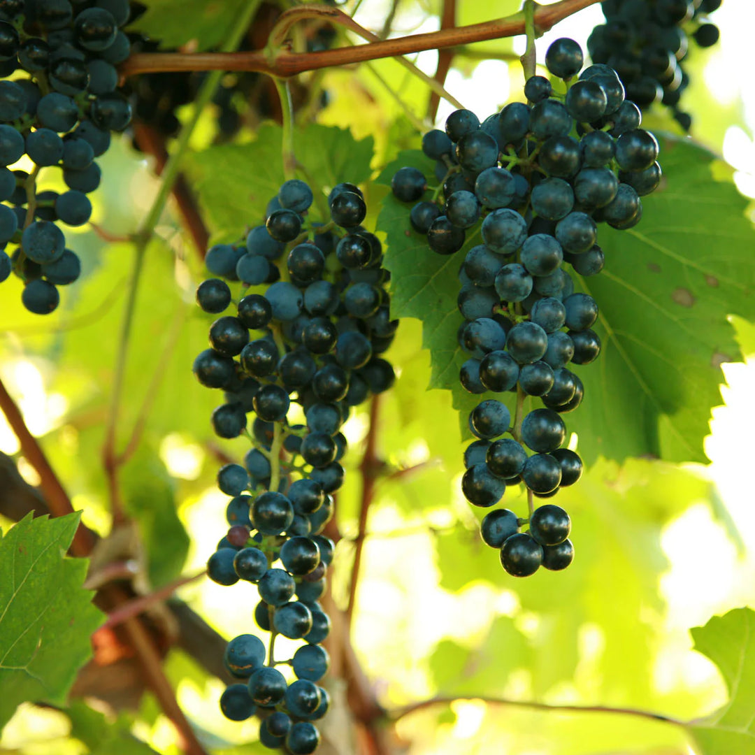 Frontenac Grape #01