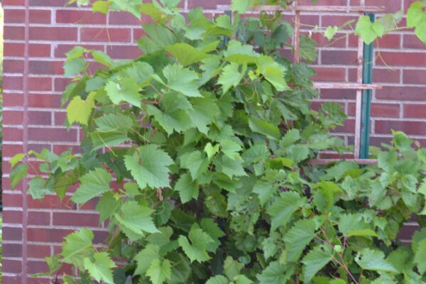 Frontenac Grape #01