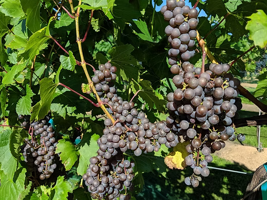 Frontenac Gris Grape #01