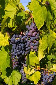 Frontenac Gris Grape #01