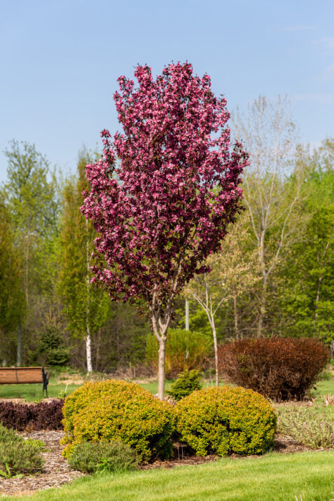 Gladiator Crabapple #05