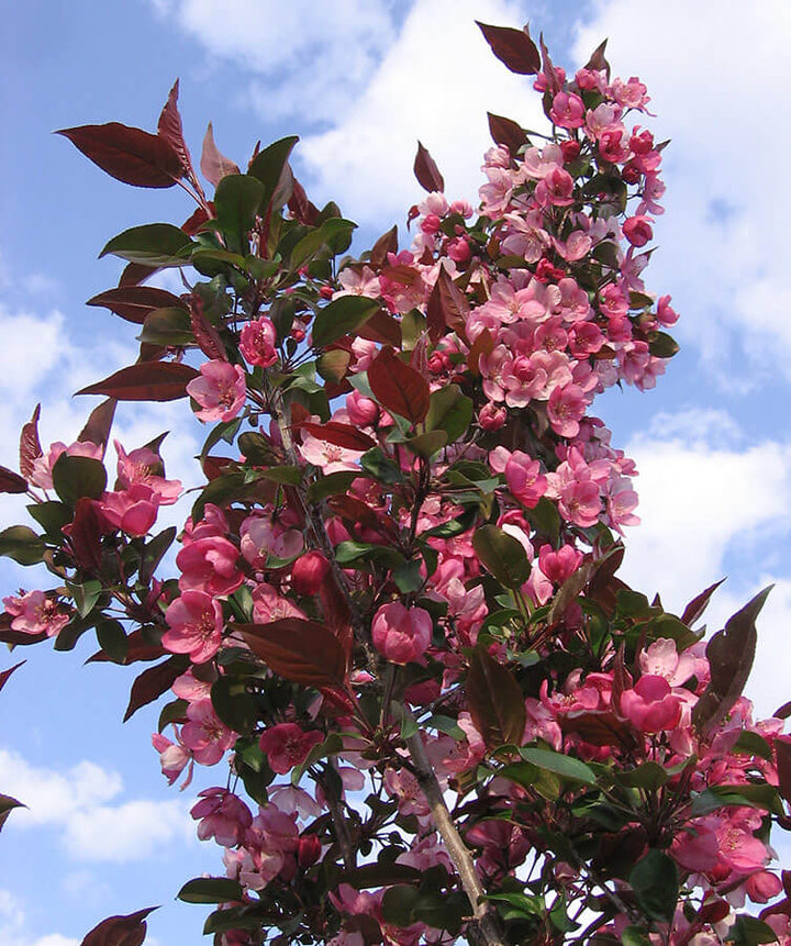 Gladiator Crabapple #05