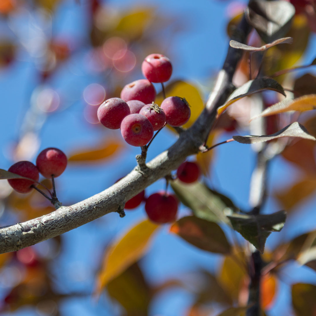 Gladiator Crabapple #05