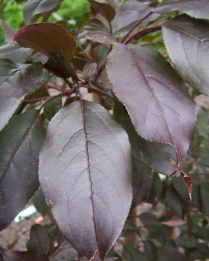 Gladiator Crabapple #05