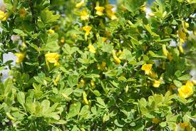 Globe Caragana 8 IN