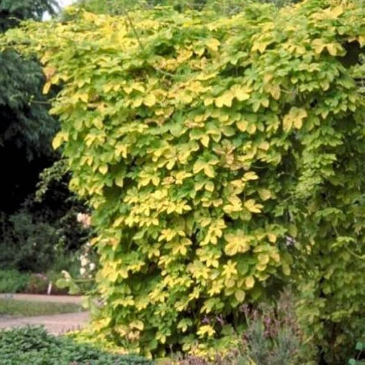 Golden Hops #01