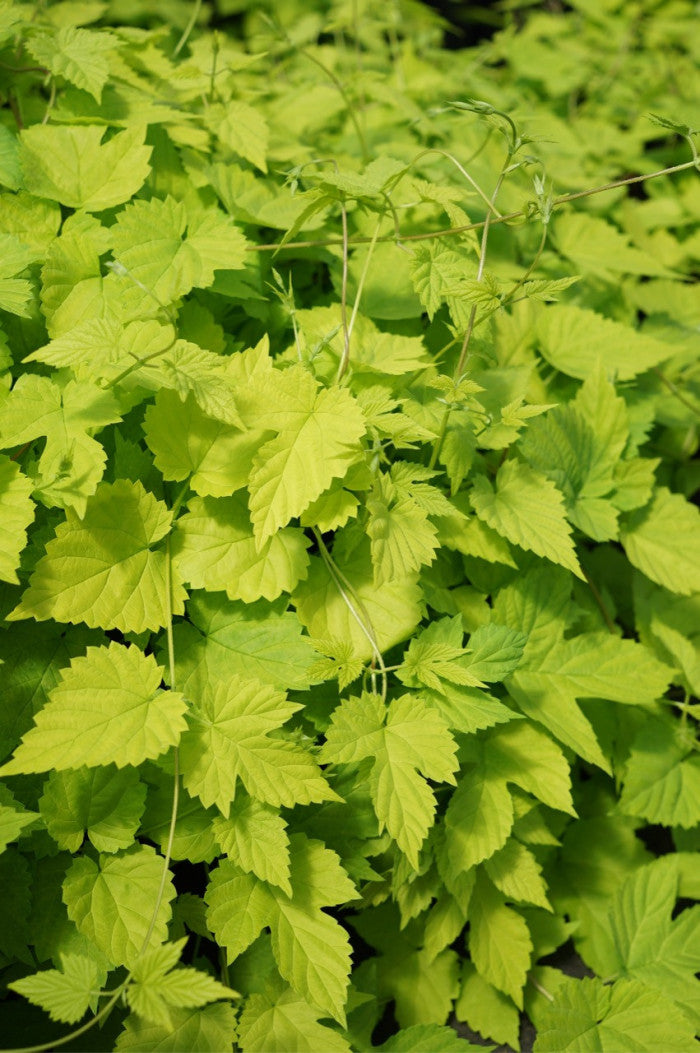 Golden Hops #01