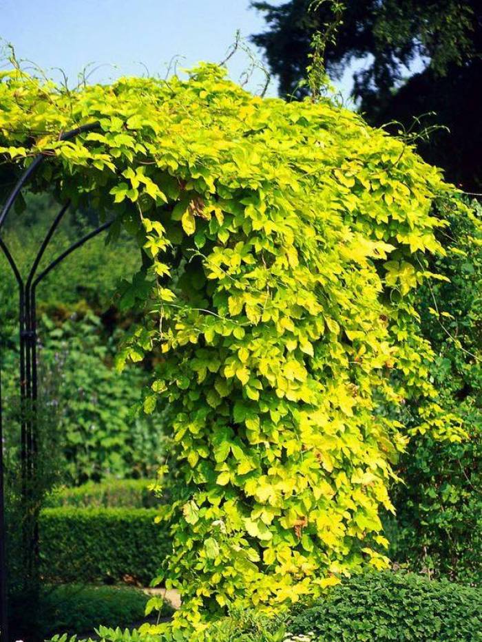 Golden Hops #01