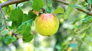 Goodland Apple #05