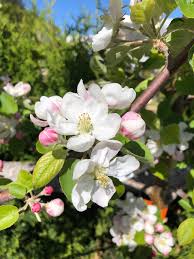 Goodland Apple #05