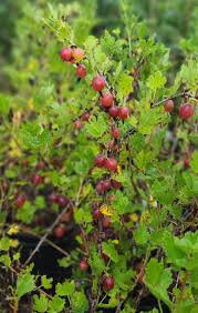 Captivator Gooseberry #01
