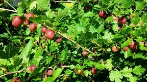 Captivator Gooseberry #01