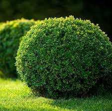 Green Velvet Boxwood #05