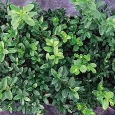 Green Velvet Boxwood #05