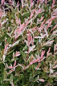 Hakura Nishiki Tricolor Willow #05