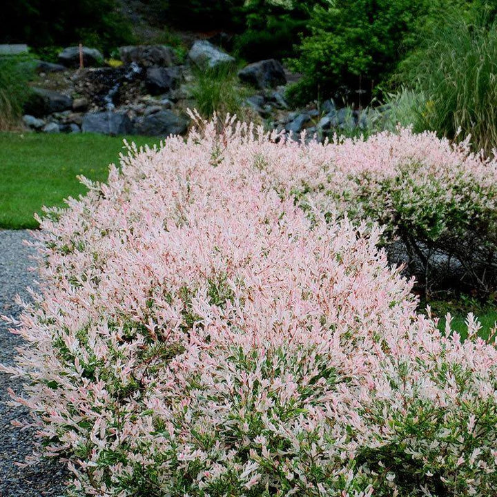 Hakura Nishiki Tricolor Willow #02