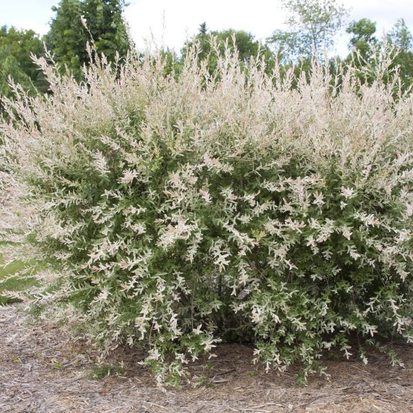 Hakura Nishiki Tricolor Willow #05