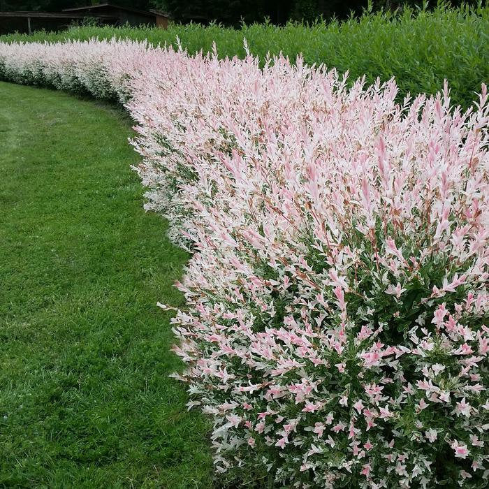Hakura Nishiki Tricolor Willow #05