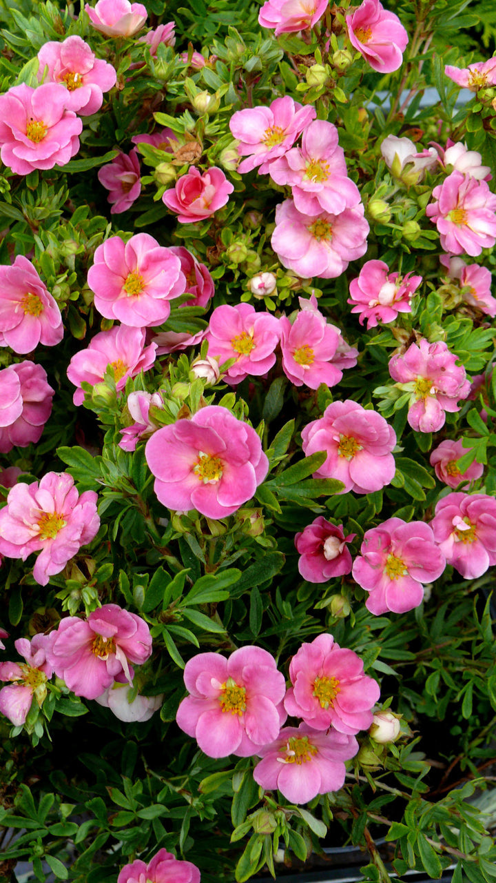 Happy Face Pink Paradise Potentilla (PW) 2 TRUE