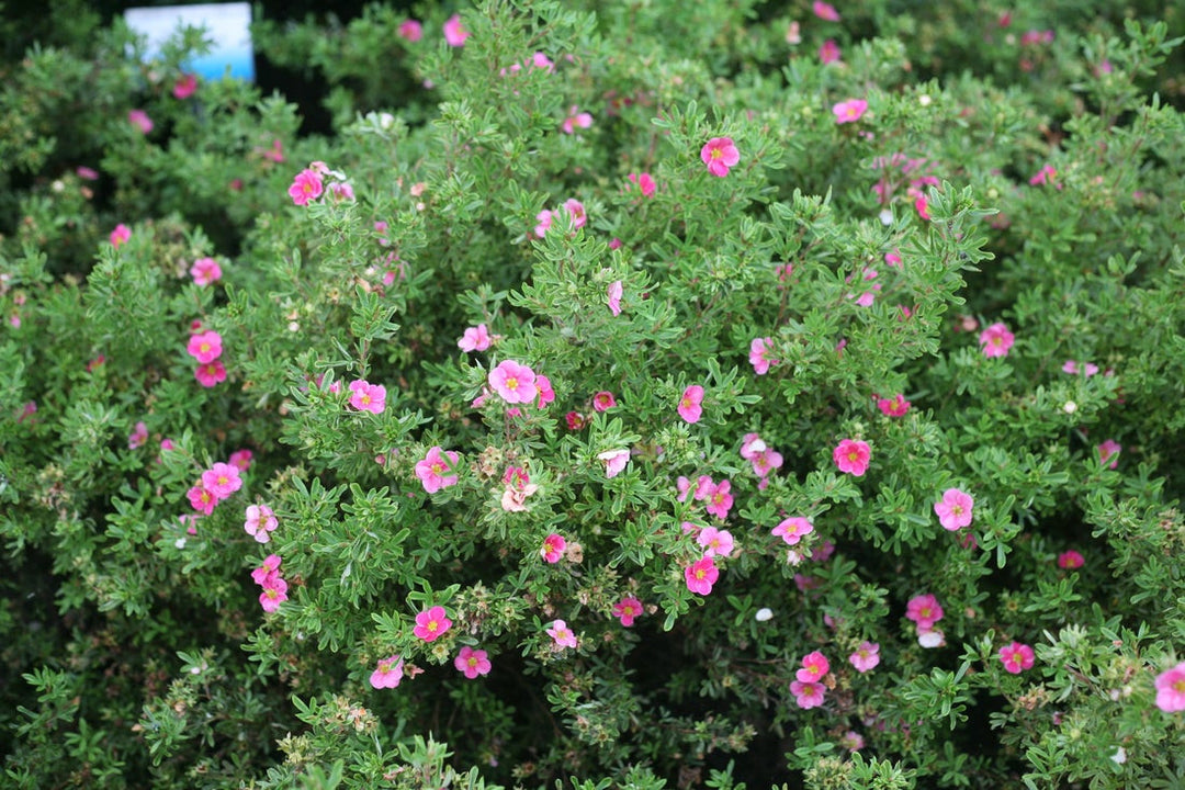 Happy Face Pink Paradise Potentilla (PW) 2 TRUE