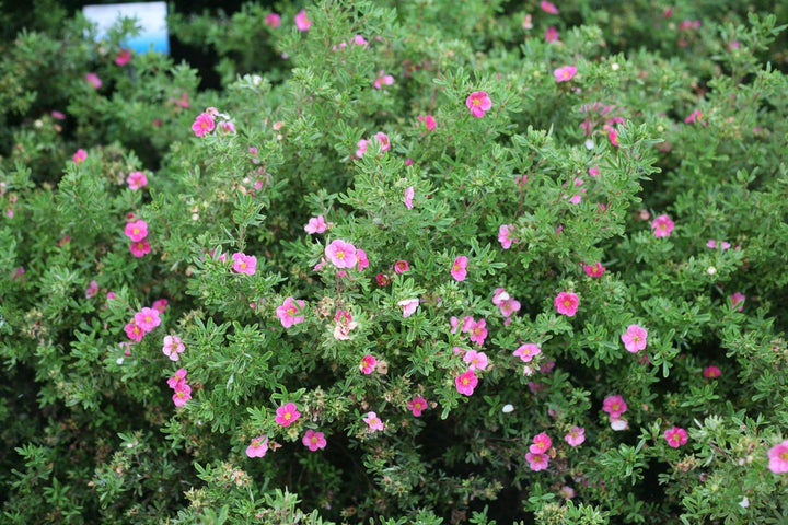Happy Face Pink Paradise Potentilla (PW) 2 TRUE