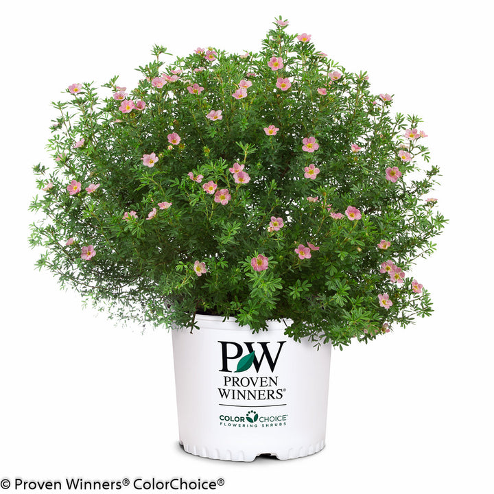 Happy Face Pink Paradise Potentilla (PW) 2 TRUE