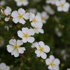 Happy Face White Potentilla (PW) 8 INCH