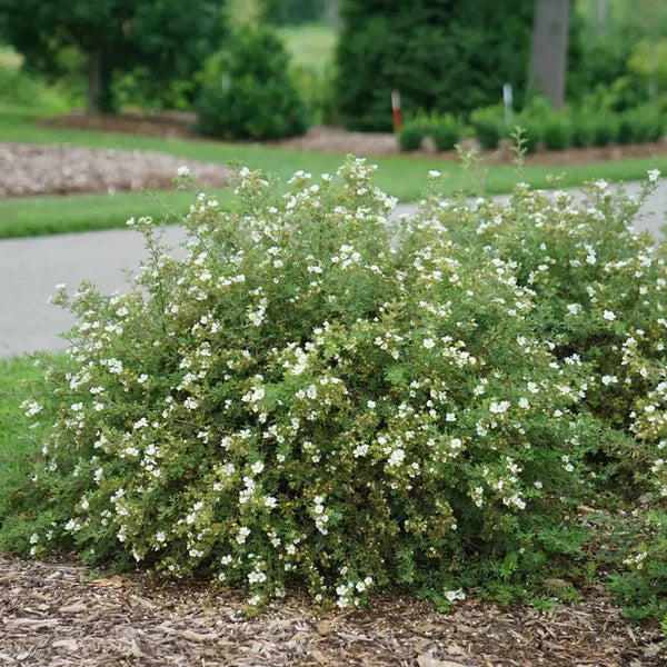 Happy Face White Potentilla (PW) 8 INCH