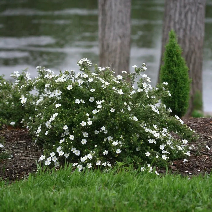 Happy Face White Potentilla (PW) 8 INCH