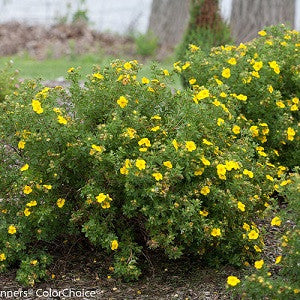 Happy Face Yellow Potentilla (PW) 2 TRUE